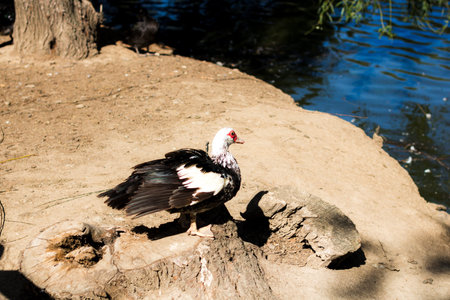 Beautiful animals and birds raised in captivityの写真素材