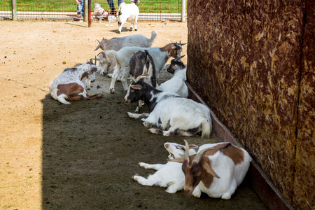 Pygmy goats in Zoo Park. Cute portrait of domestic animalの写真素材