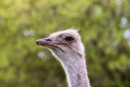 Detailed close-up portrait of an ostrich with a focus on its textured skin and large eyesの写真素材