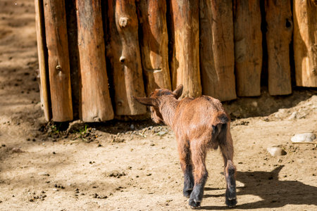 Pygmy goats in Zoo Park. Cute portrait of domestic animalの写真素材
