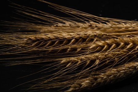 Wheat detail. Cereals for bakery, flour productionの写真素材