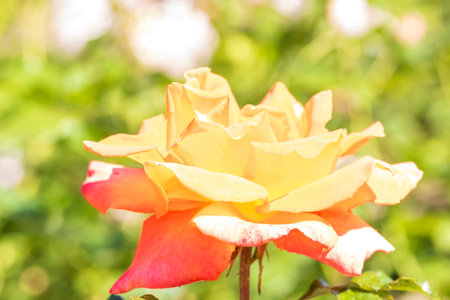 Spring colors in the Botanical Garden of Bucharestの写真素材