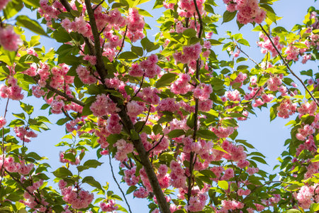 Spring colors in the Botanical Garden of Bucharestの写真素材