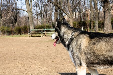 Siberian husky dog playing in the parkの写真素材