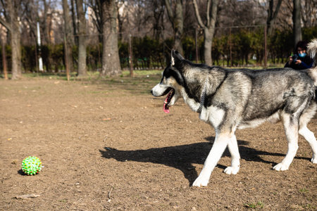 Siberian husky dog playing in the parkの写真素材