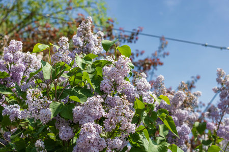 Spring colors in the Botanical Garden of Bucharest