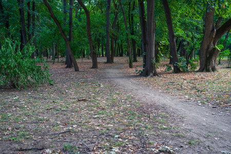 Landscape with old green trees in Bucharest downtown park