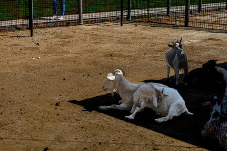 Pygmy goats in Zoo Park. Cute portrait of domestic animal