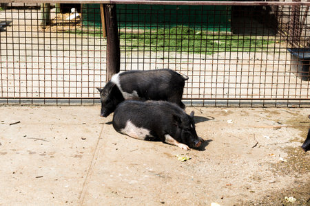 Beautiful Romanian Bazna pig raised in captivityの写真素材