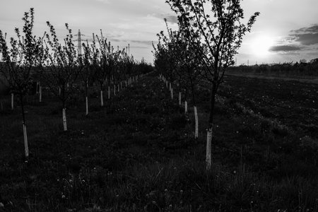 Beautiful blooming of apple orchard.の写真素材