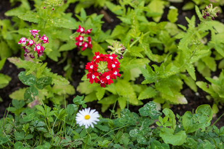 Spring colors in the Botanical Garden of Bucharestの写真素材