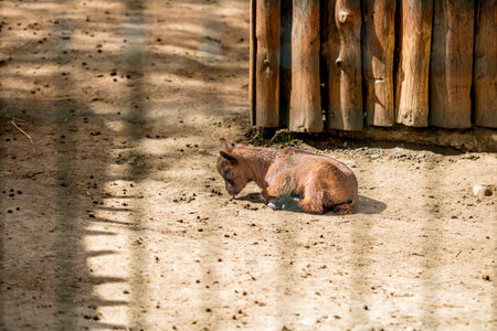 Pygmy goats in Zoo Park. Cute portrait of domestic animalの写真素材