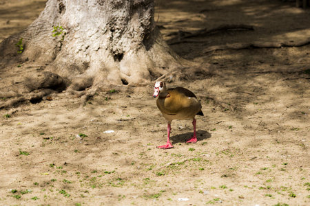 Beautiful wild ducks raised in captivityの写真素材