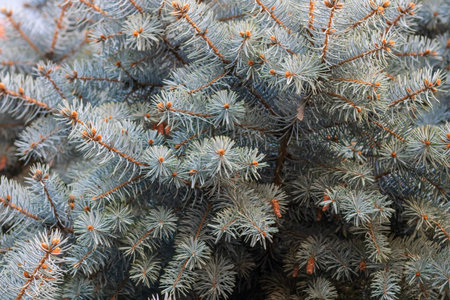 Detail of pine or conifer leaves