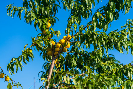 Apricot tree with ripe fruits. Juicy apricots on tree branch in gardenの写真素材