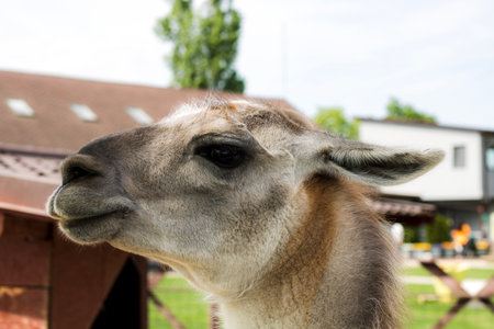 Beautiful wild alpaca raised in captivityの写真素材