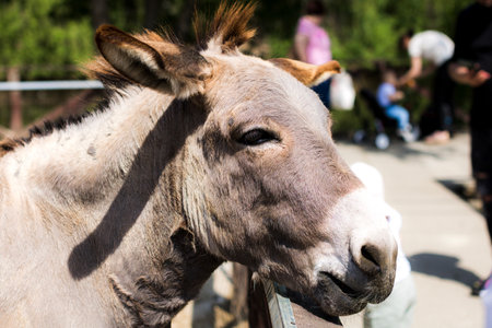 Beautiful animals and birds raised in captivityの写真素材