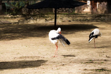 Beautiful wild stork raised in captivityの写真素材
