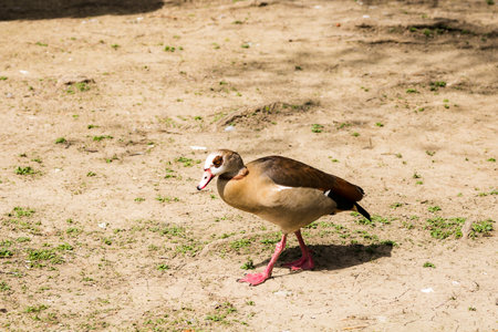 Beautiful wild ducks raised in captivityの写真素材