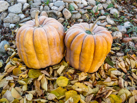 Bunch of pumpkins in the fieldの写真素材