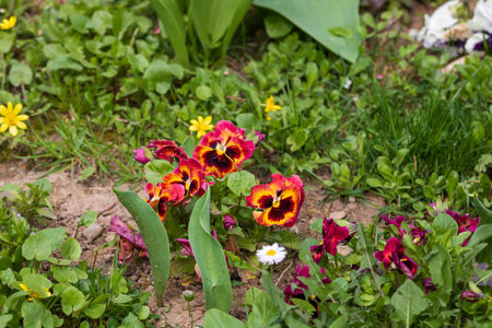 Spring colors in the Botanical Garden of Bucharestの写真素材