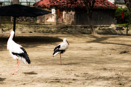Beautiful stork raised in captivityの写真素材