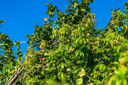 Apricot tree with ripe fruits. Juicy apricots on tree branch in gardenの写真素材