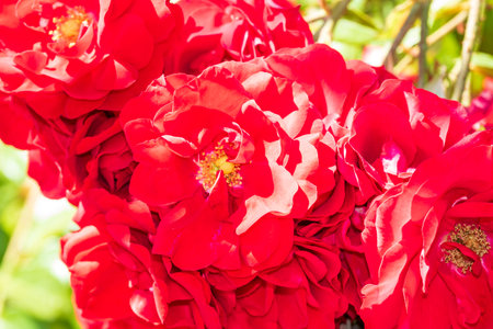 Spring colors in the Botanical Garden of Bucharestの写真素材