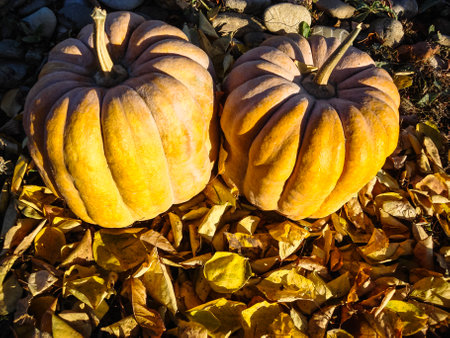 Bunch of pumpkins in the fieldの写真素材