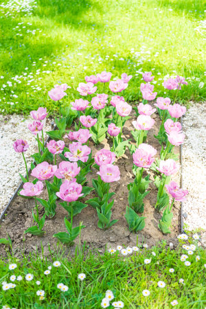 Summer colors in the Botanical Garden of Bucharestの写真素材