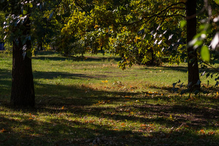 Green landscape near the lake in Cismigiu Garden (Gradina Cismigiu), a public park in the city center of Bucharestの写真素材