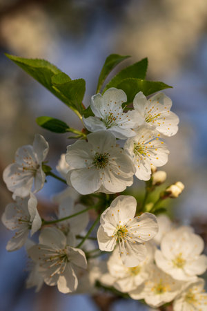 Spring colors in the Botanical Garden of Bucharestの写真素材