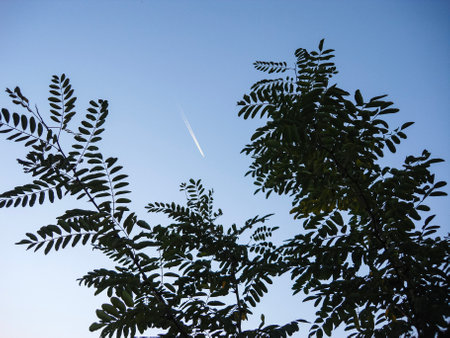 Trees against a blue skyの写真素材