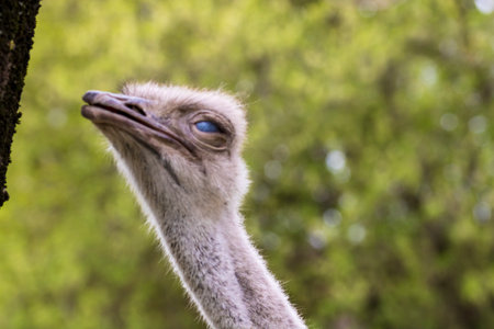 Detailed close-up portrait of an ostrich with a focus on its textured skin and large eyesの写真素材