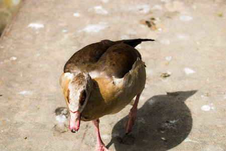 Beautiful wild ducks raised in captivityの写真素材