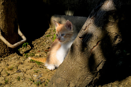 Cute kitten playingの写真素材