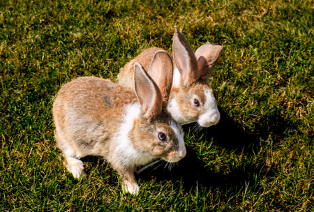 Cute little rabbit on green grass with natural background during springの写真素材