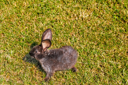 Cute little rabbit on green grass with natural background during springの写真素材
