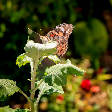 Close up photo of a colorful butterfly sitting on a leafの写真素材