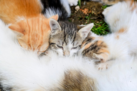 Cat nursing her kittens. Mom cat hugging her kitten with loveの写真素材