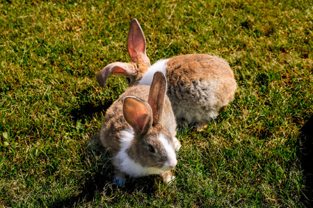 Cute little rabbit on green grass with natural background during springの写真素材