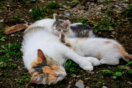 Cat nursing her kittens. Mom cat hugging her kitten with loveの写真素材