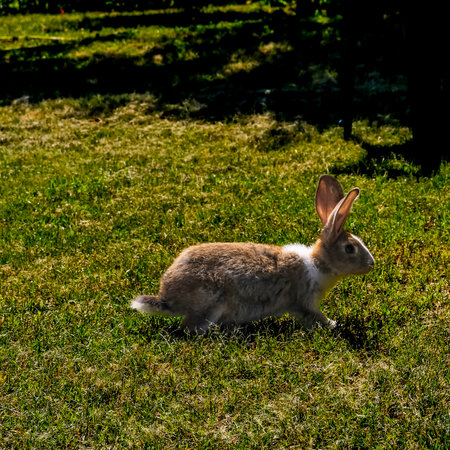 Cute little rabbit on green grass with natural background during springの写真素材