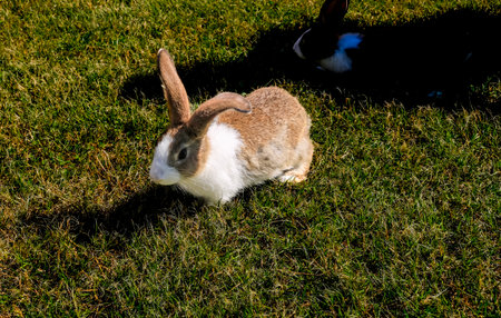 Cute little rabbit on green grass with natural background during springの写真素材