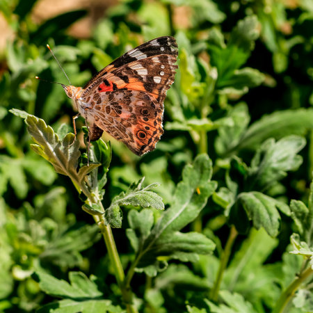Close up photo of a colorful butterfly sitting on a leafの写真素材