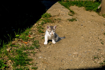 Baby cat exploring the environment in the garden. Cute kitten playingの写真素材