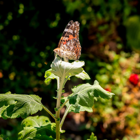 Close up photo of a colorful butterfly sitting on a leafの写真素材