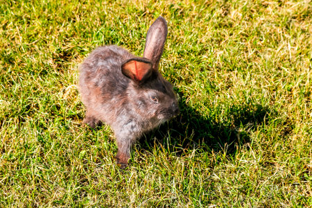 Cute little rabbit on green grass with natural background during springの写真素材
