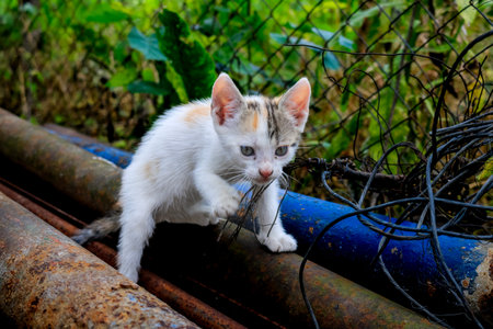 Baby cat exploring the environment. Cute kitten playingの写真素材