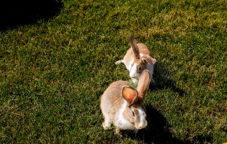 Cute little rabbit on green grass with natural background during springの写真素材